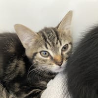 BOUNTY, chat à adopter