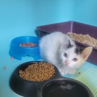 bloom, chatte à adopter