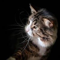 THEMA CHA, chat à adopter