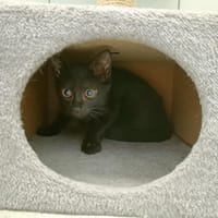 RUIZ QCT, chat à adopter