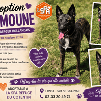 Fifille (Moumoune), chienne à adopter
