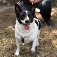LUCIE VAA, chienne à adopter