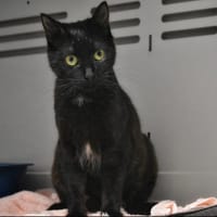 Pimprenelle, chatte à adopter