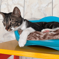 Tiny, chat à adopter