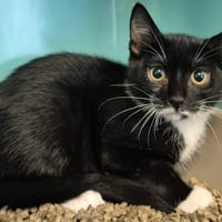 JOLIE QCT, chatte à adopter