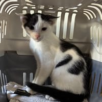 Azerty, chat à adopter