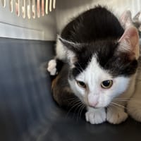 Qwerty, chat à adopter