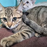 SUBLIME QCT, chatte à adopter