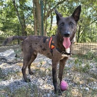 OSLO, chien à adopter