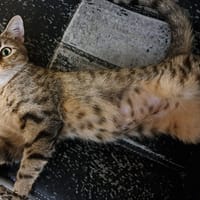 ASTRID PAB28788, chatte à adopter