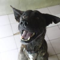 vega, chienne à adopter