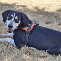 NAPOLITAIN, chien à adopter