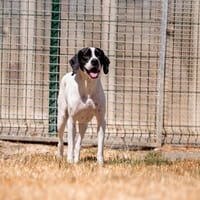 SODIUM VAA, chien à adopter