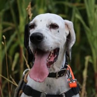 TANIA, chienne à adopter