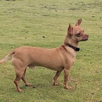 COCO, le sacré pinscher, chien à adopter