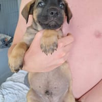Aldo, le chiot, chien à adopter