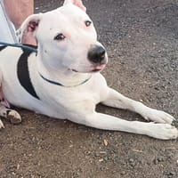 Rita, chienne à adopter
