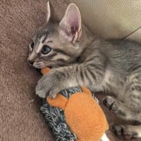 BISCOTTE**, chatte à adopter