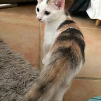 TARA, chatte à adopter