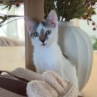PEPITE, chatte à adopter