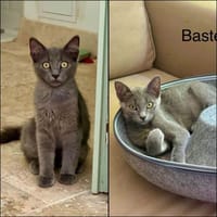 SMOCKY et BASTET, chat à adopter