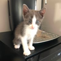 BOUNTY**, chat à adopter
