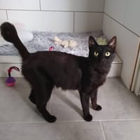 AMALYA, chatte à adopter