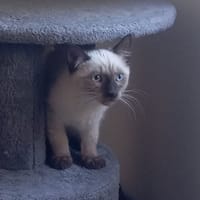 PEABODY, chat à adopter
