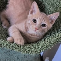 BERLIOZ, chat à adopter