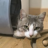 Eclipse, chat à adopter