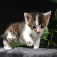BROCOLI, chat à adopter