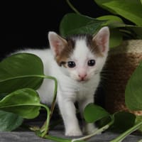 BAMBOU, chat à adopter