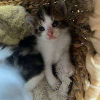 BETTERAVE, chatte à adopter