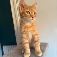 pooki, chat à adopter