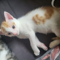 Nemo, chat à adopter