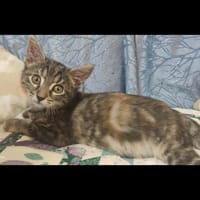 ZELDA, chatte à adopter