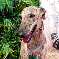 LOAK, chien à adopter