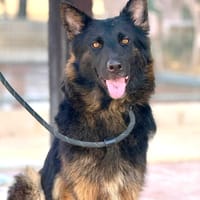 NIGELLA (Maria), chienne à adopter