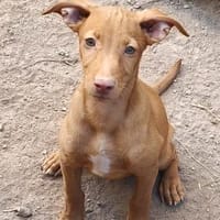 TINKY (Maria), chien à adopter