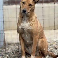 Mindy, chienne à adopter