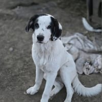 Yanos, chien à adopter