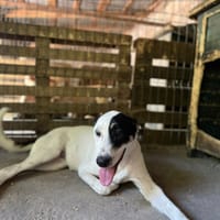 Tasha, chienne à adopter