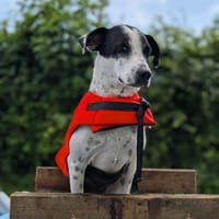 Vador, le beau guerrier, chien à adopter