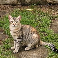 RAYA, chat femelle européen junior, chatte à adopter