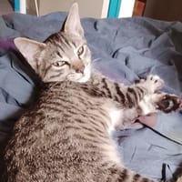 ZOE, chaton femelle type européen, chatte à adopter