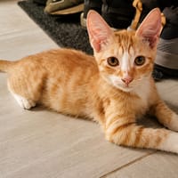 MELO, chaton créole mâle, chat à adopter