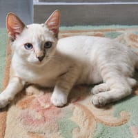 MONA, chaton femelle Croisée Siamoise, chatte à adopter