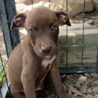 PARKER, chiot mâle Berger Créole, chien à adopter