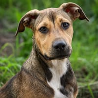 NOISETTE, chiot femelle Berger Créole, chienne à adopter