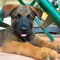 PAKO, chiot mâle Croisé Berger Malinois, chien à adopter